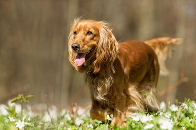 What Makes Cocker Spaniels awesome?