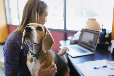 Reasons to allow Pets at your Workplace