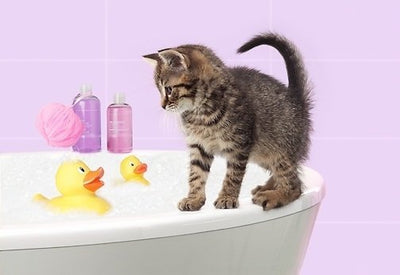 How to get your cat to like their bath time