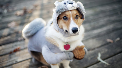 Cutest Dog Pictures on the Internet today!