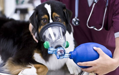 How you maybe responsible for Cancer in your Pet?