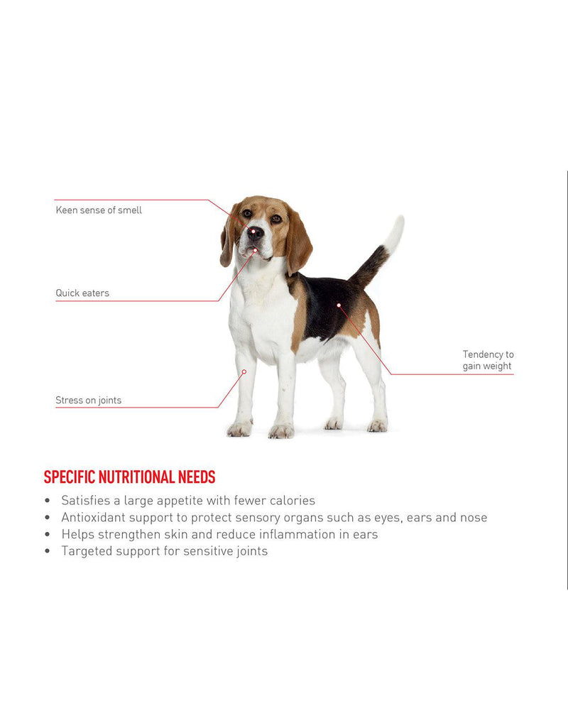 Royal Canin Beagle Adult - PetsCura
