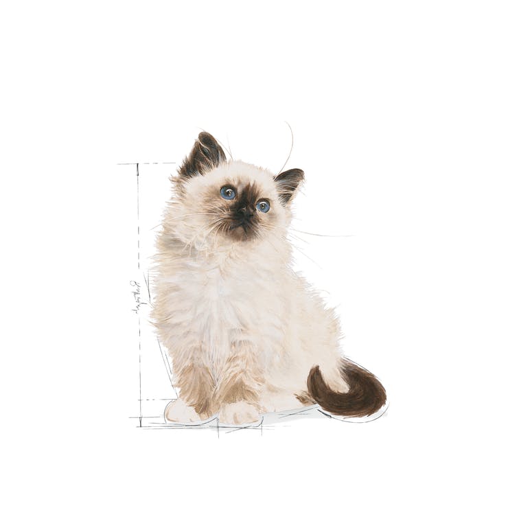Royal Canin Kitten Jelly - PetsCura