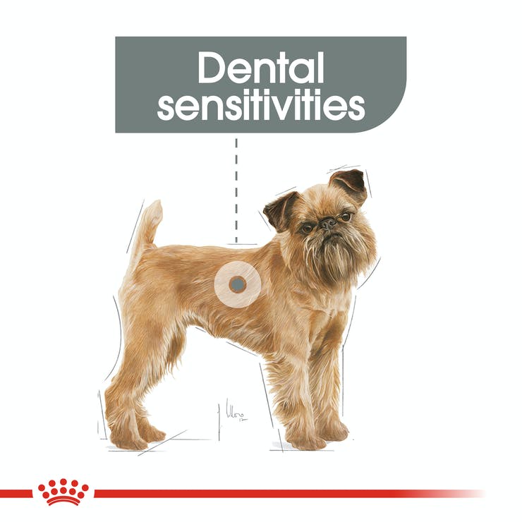 Royal Canin Mini Dental Care - PetsCura