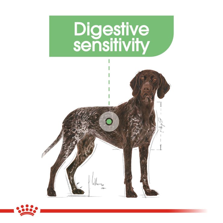 Royal Canin Maxi Digestive Care - PetsCura