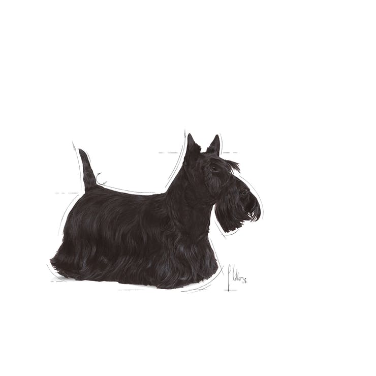Royal Canin Mini Dermacomfort - PetsCura