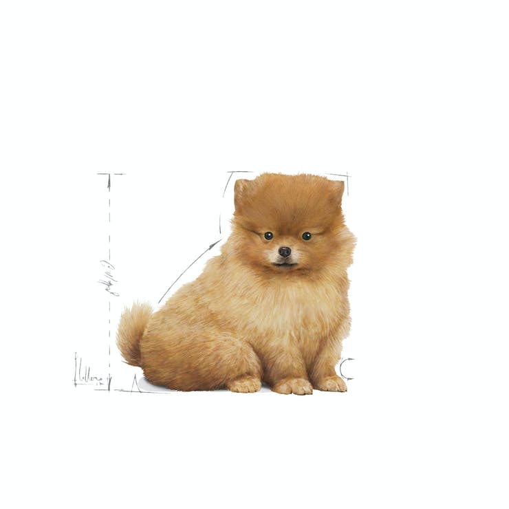 Royal Canin Mini Indoor Puppy - PetsCura