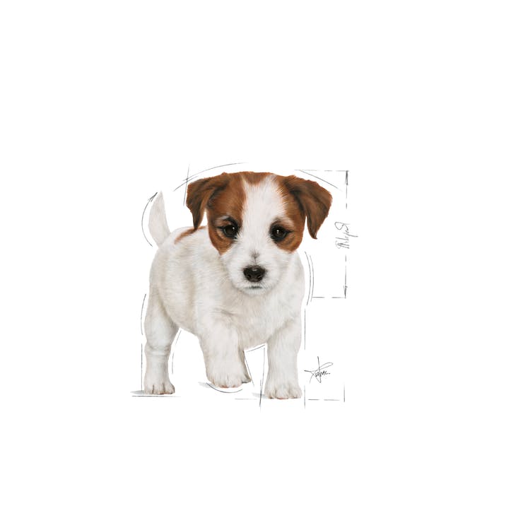 Royal Canin Mini Puppy Gravy - PetsCura