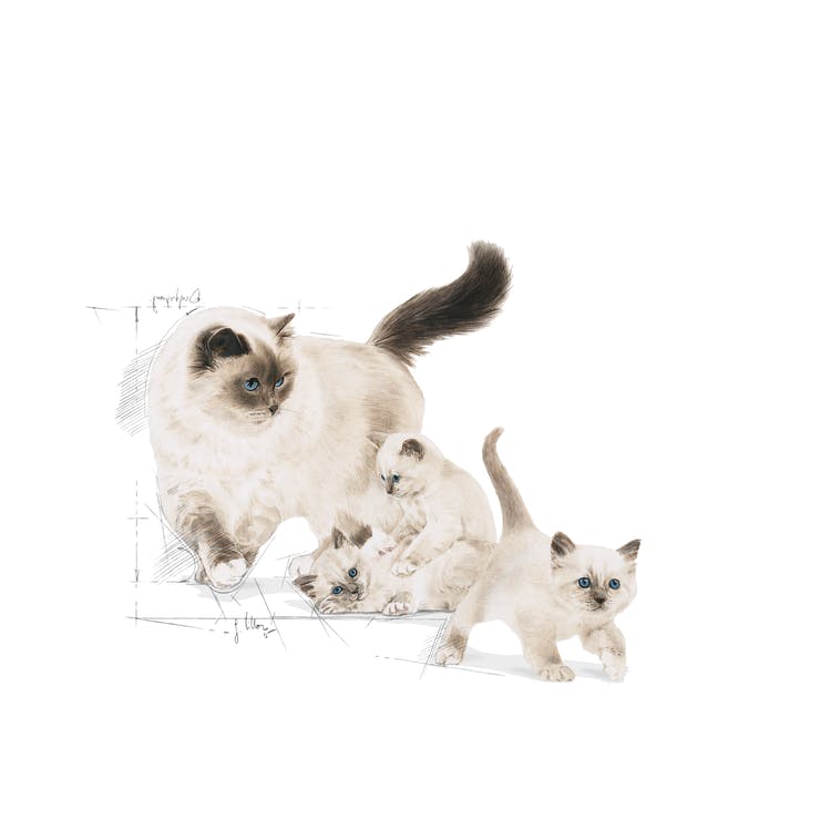 Royal Canin Mother & babycat - PetsCura