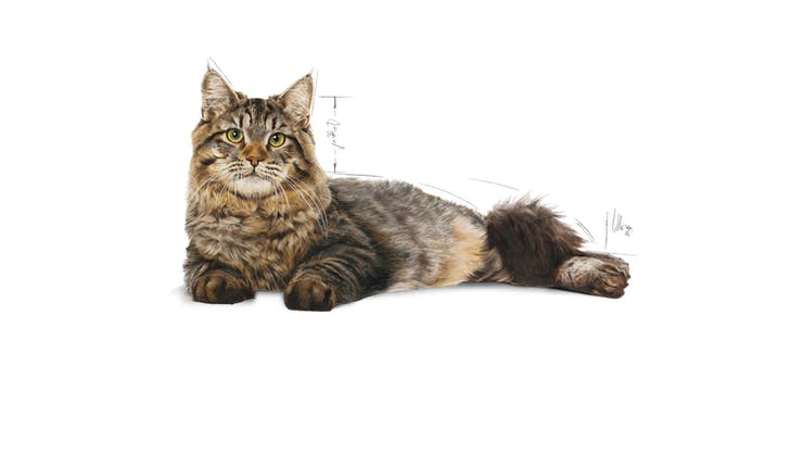 Royal Canin Vet Diet Urinary Care - PetsCura