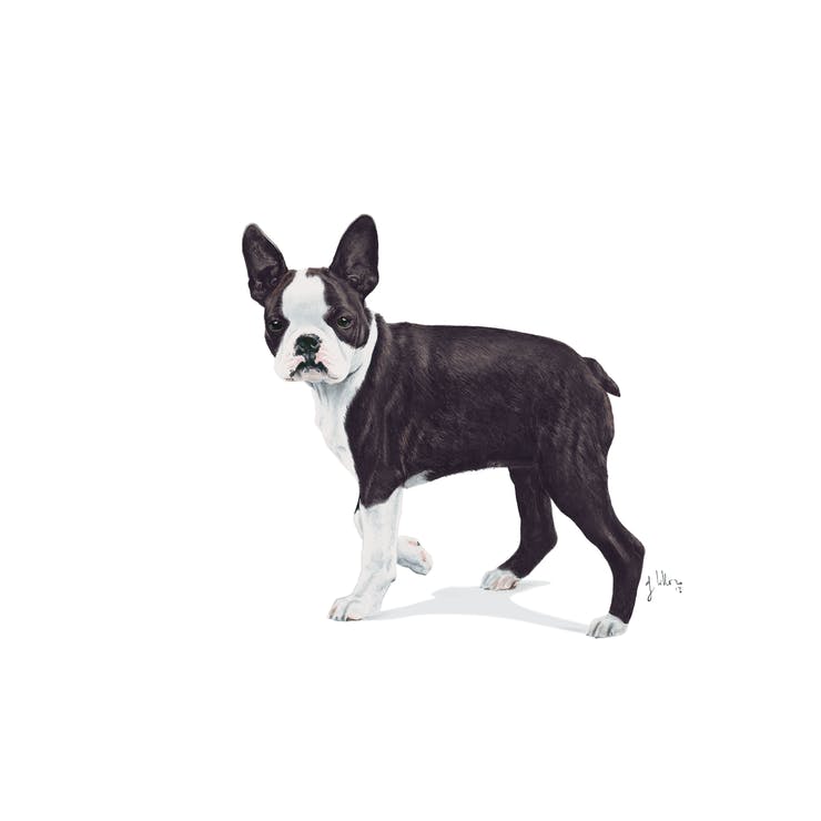 Royal Canin Urban Junior Dog - PetsCura
