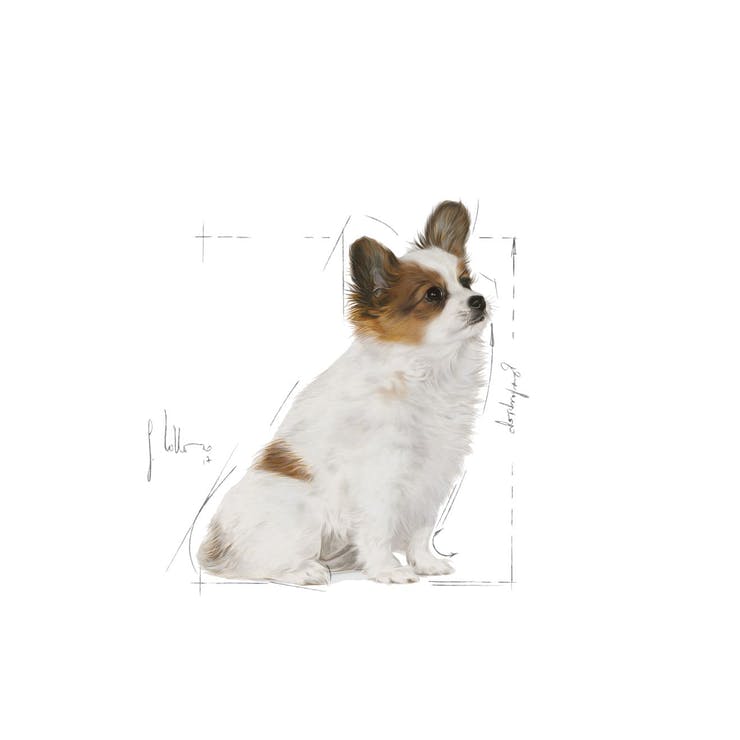 Royal Canin X- Small Puppy - PetsCura