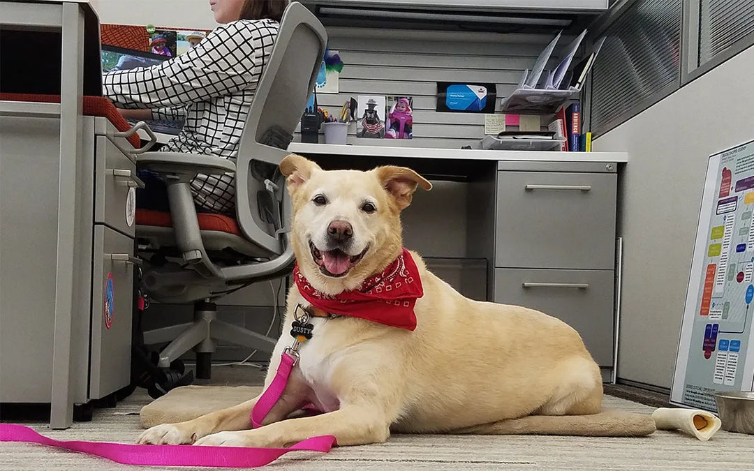 Pets at workplace: Do’s and Don’ts - PetsCura