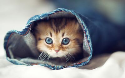 Cutest Cat Pictures on the internet today!
