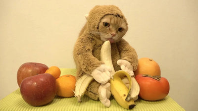 Fruits & Vegetables that are good for your Cat