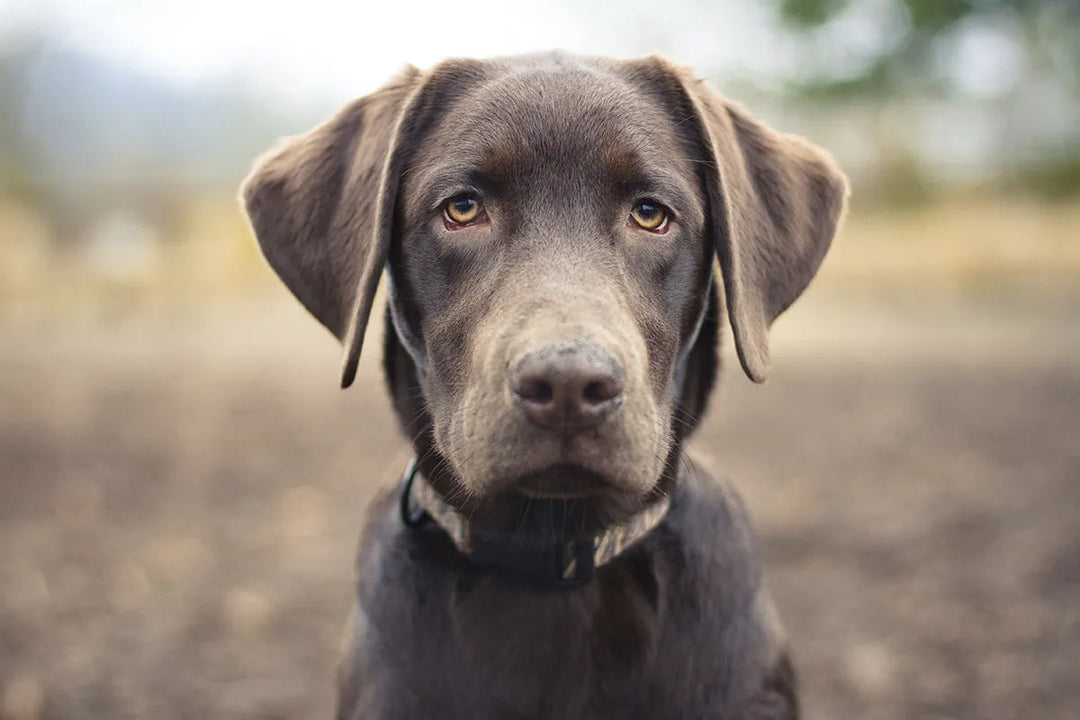 Are dogs really colorblind? - PetsCura