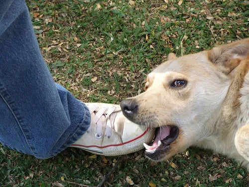 Dog behaviour, actions and their meaning - PetsCura