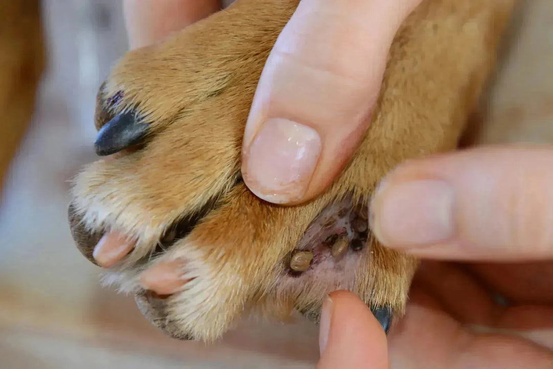 Be Careful! Your Dog might have these Parasites. - PetsCura