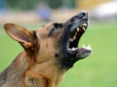 Why does your Pet behave Aggressively?
