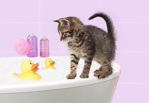 How to get your cat to like their bath time - PetsCura