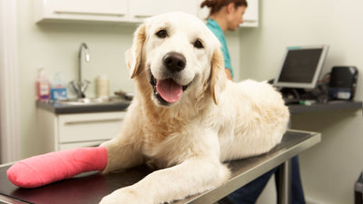 Things to Avoid when taking your Pet to a Vet!