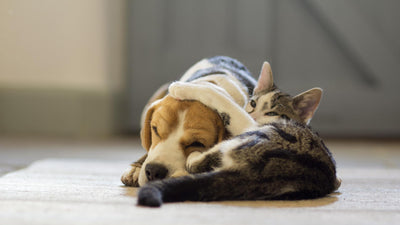 5 Things You Didn’t Know About Pet Adoption