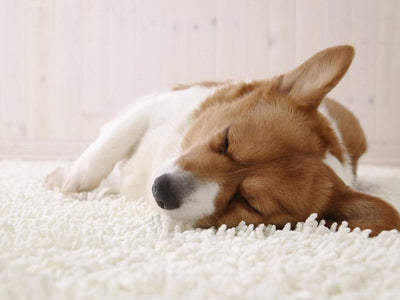 Reasons why your pet is lethargic