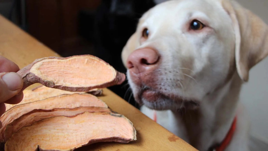 Fruits & Vegetables good for your Dogs health - PetsCura