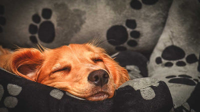 5 Ways to make your dog sleep at night
