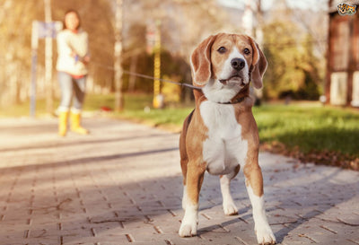 5 Things your Dogs can Sense