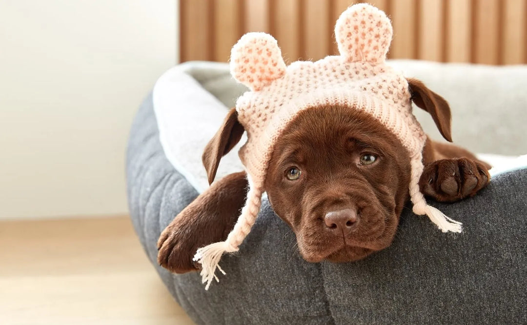 Puppy Proof your House with this Checklist to ensure their safety - PetsCura