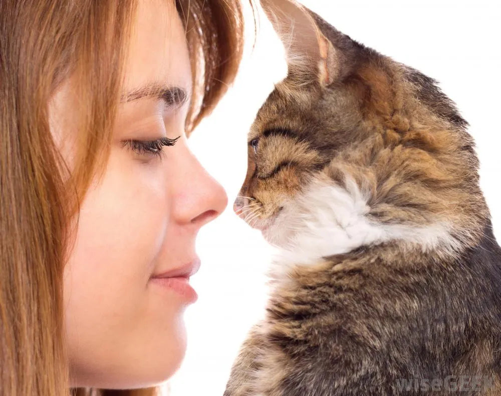 How to make your cat happy - PetsCura