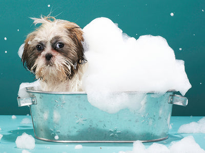 How to make your dog enjoy bath time