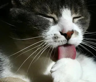 The most bizarre facts about cats - PetsCura