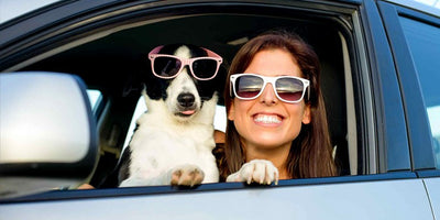 Road-tripping with your dog