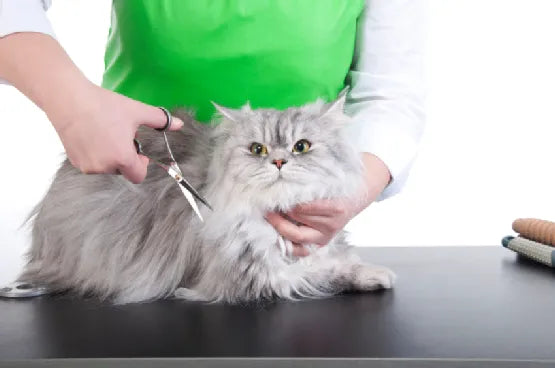 Summer grooming tips for your cat - PetsCura