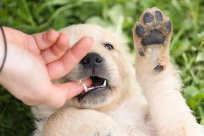 Is your Puppy biting you? Tips & Training Guide