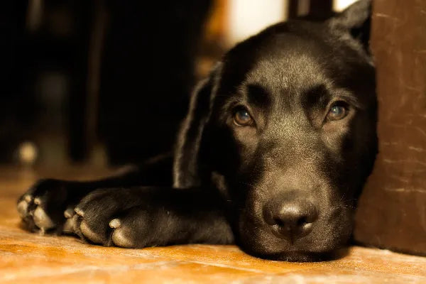Fireworks & Anxiety in Pets - PetsCura