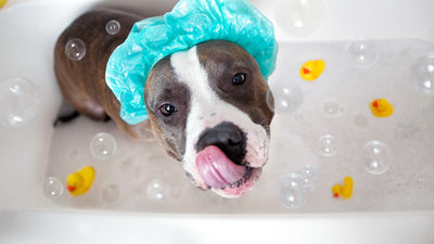 Summer grooming tips for your dog