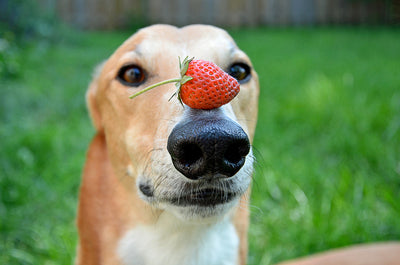 Healthy alternatives for treats for your dog