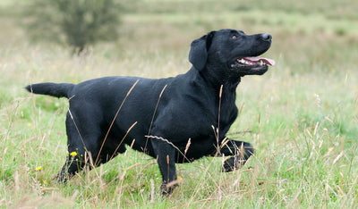 5 Reasons why having a Labrador is awesome