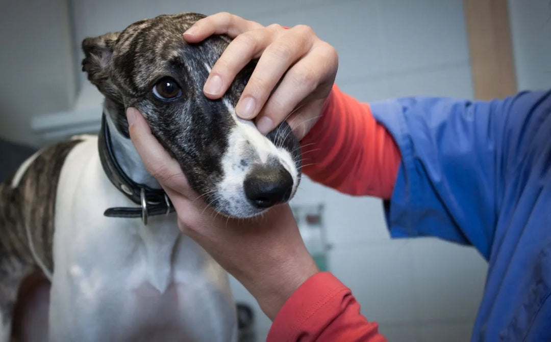 Signs of cancer in Pets - PetsCura