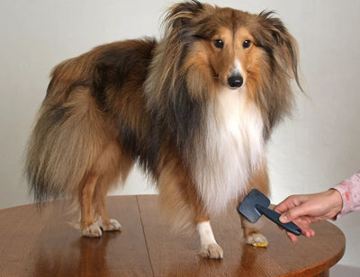 5 Reasons why you should always Groom your Pet