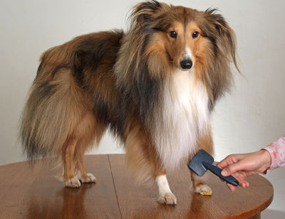 5 Reasons why you should always Groom your Pet
