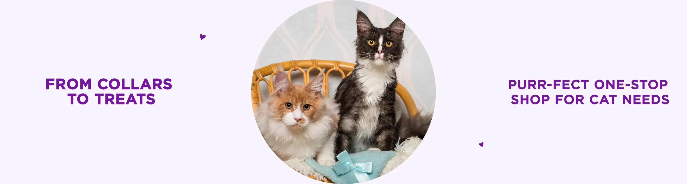 Cats - PetsCura