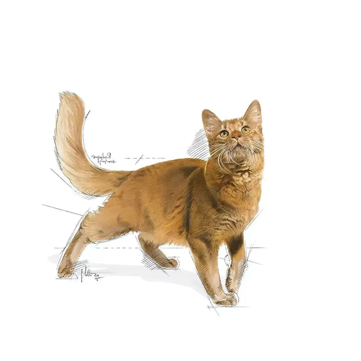Royal Canin Fit 32 - PetsCura