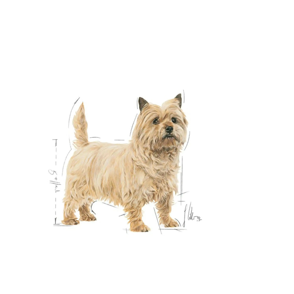 Royal Canin Light Care Canine Loaf 12 x 85 Gms - PetsCura