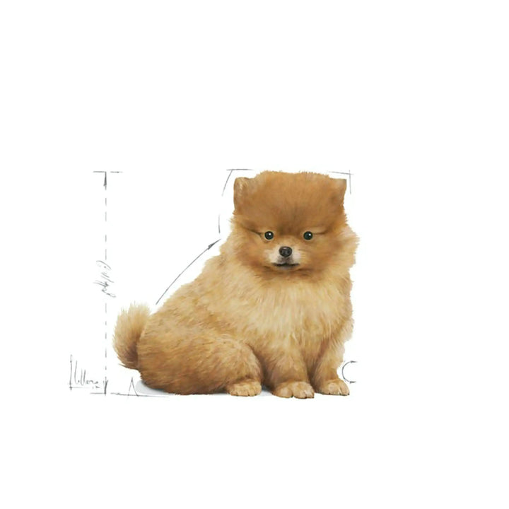 Royal Canin Mini Indoor Puppy - PetsCura