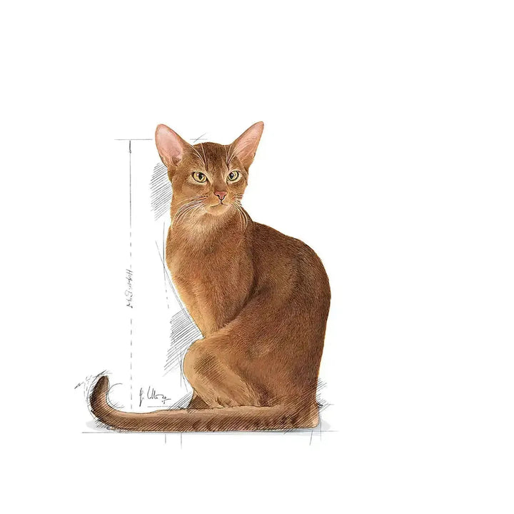 Royal Canin Savour Exigent - PetsCura