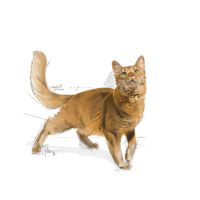 Royal Canin Fit 32